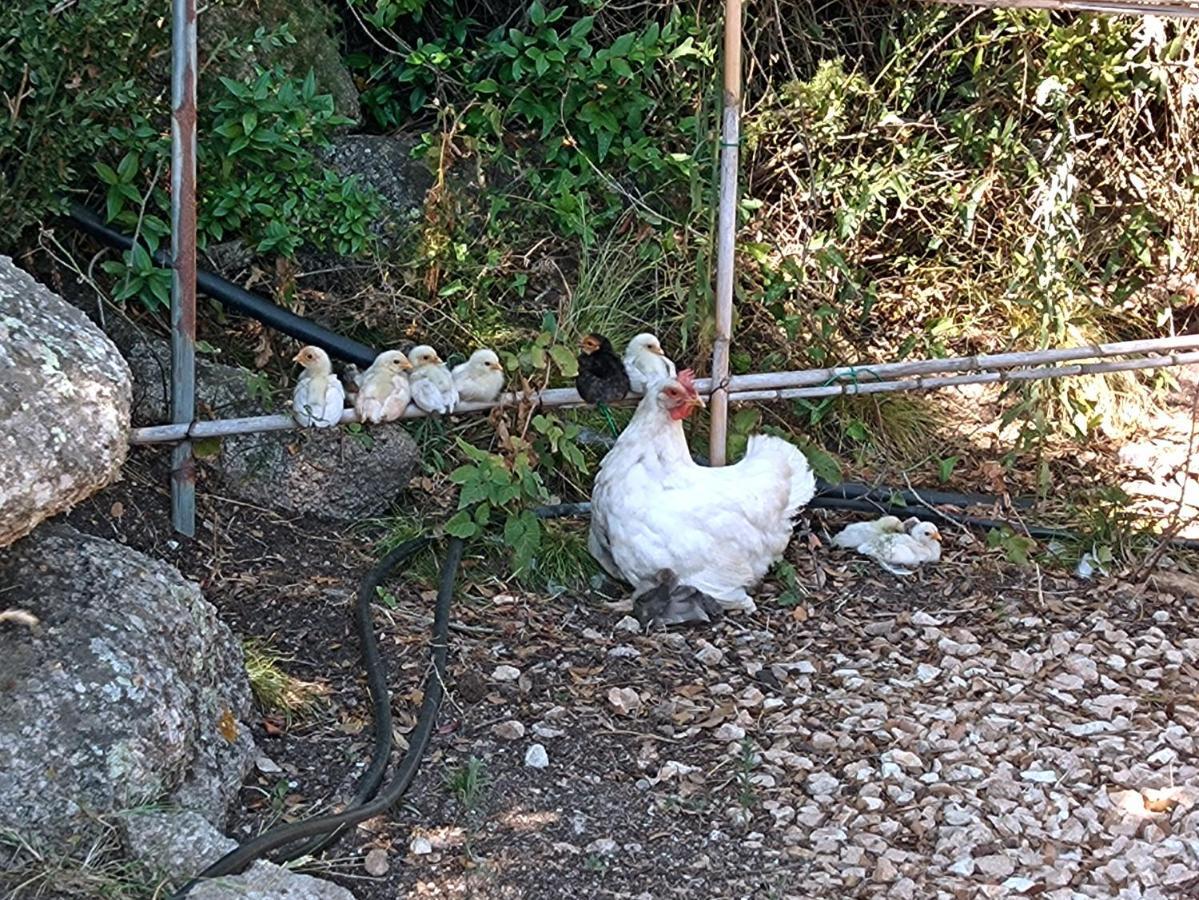La Cera Farm Camping B&B Santa Teresa Gallura Exteriér fotografie