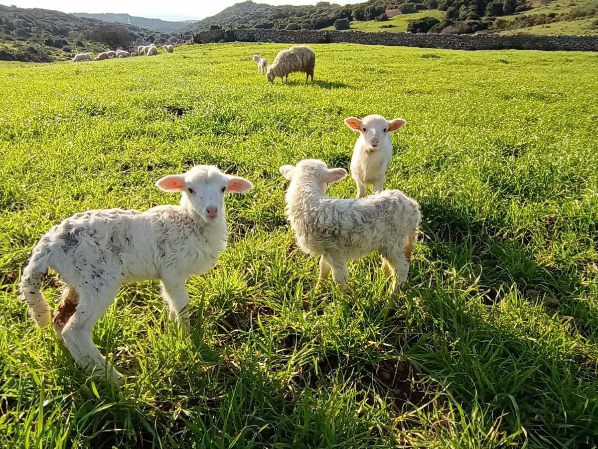 La Cera Farm Camping B&B Santa Teresa Gallura Exteriér fotografie