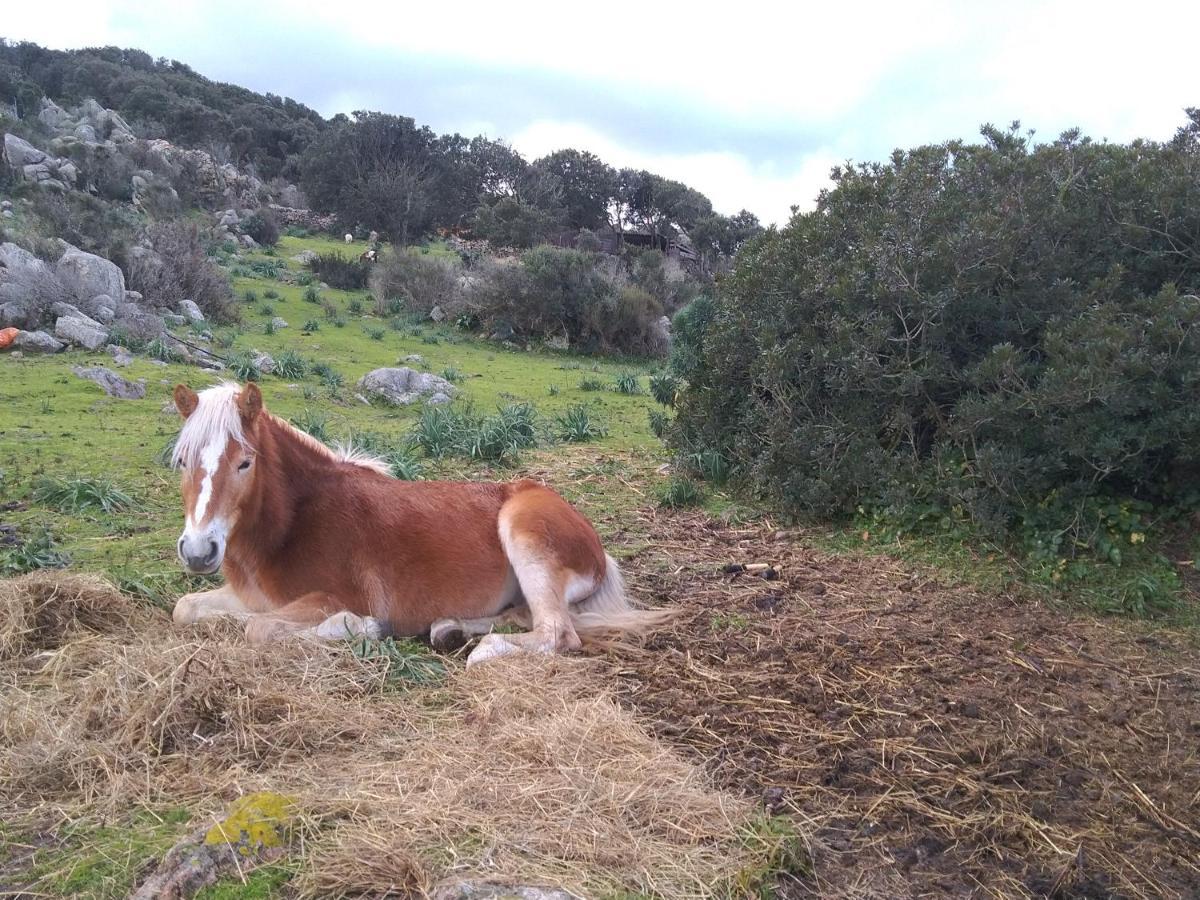 La Cera Farm Camping B&B Santa Teresa Gallura Exteriér fotografie