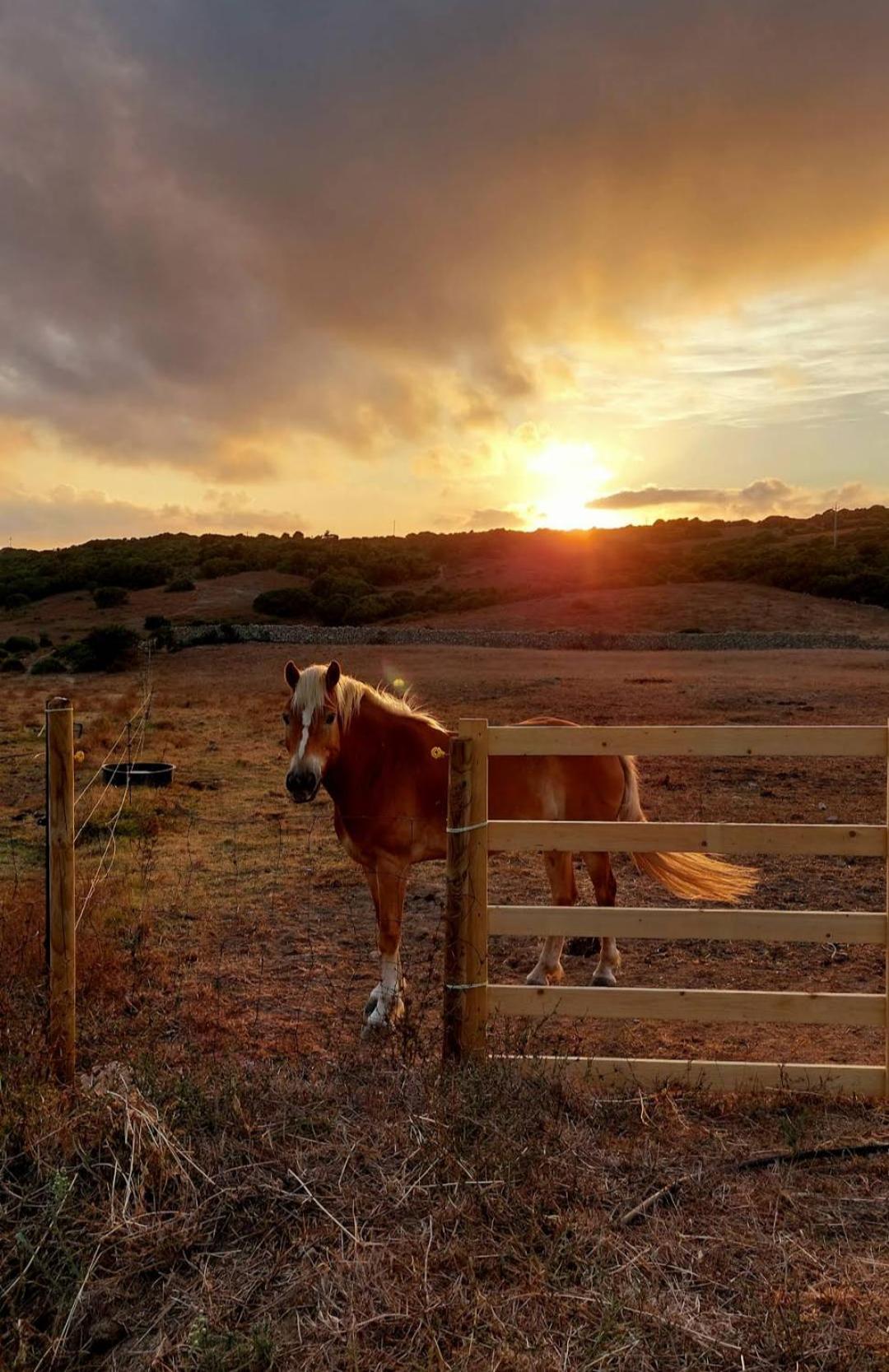 La Cera Farm Camping B&B Santa Teresa Gallura Exteriér fotografie